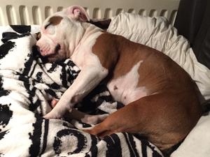 Sleepy Nellie