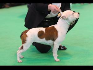 China at Crufts 2016