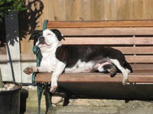 Ace Sunbathing