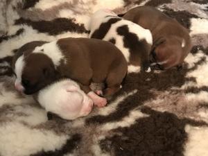 The Boys