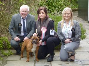 Best Puppy in Breed/Terrier Group 2