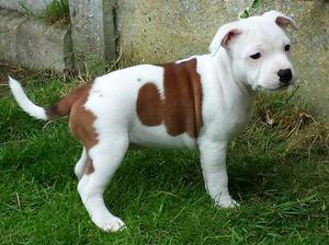 Puppy China