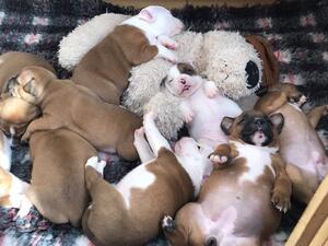Puppy Pile Up