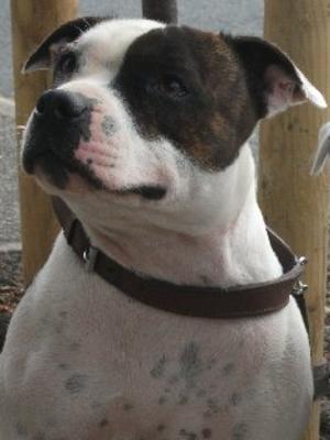 Doris
