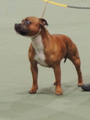 Hank @16 months