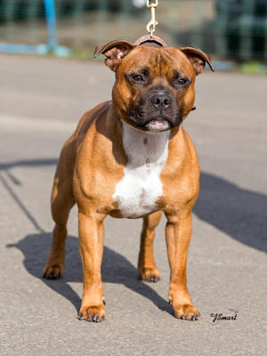 Hank 14 months