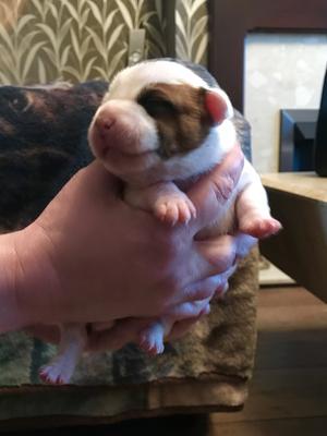 Pied Boy