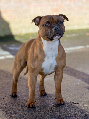 Hank @18 months