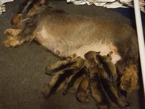 Dizzy's new babies