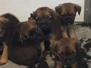 Pups