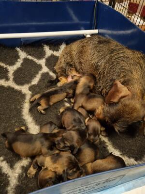 Mum with pups