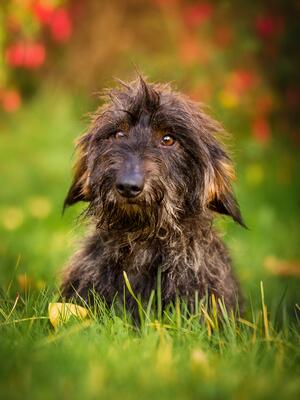 Dad looking scruffy