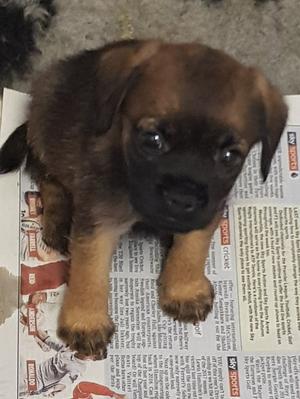 Pup