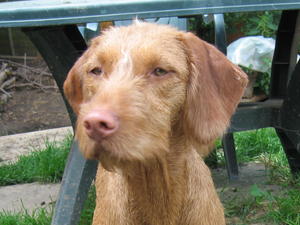 Thistle at 14 months