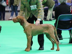 Iszkiri winning Puppy Dog at Crufts 2020