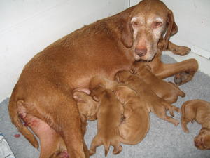 Mum and pups 1 week old