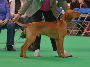 Copper at Crufts 2011