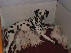 2 Weeks old