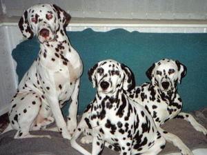 Cragvallie Dalmatians from the past