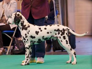 Keegan 2nd Junior Dog Crufts 2016