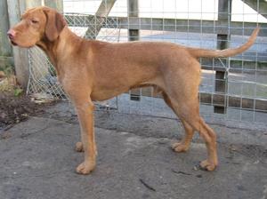 Young Copper