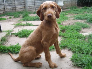 Thistle as a baby puppy