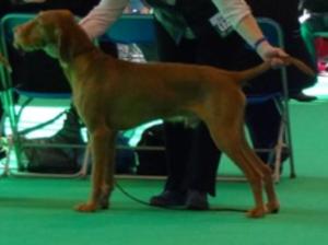 Zenit at Crufts 2014