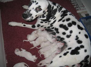 Chance and pups 6/11/14