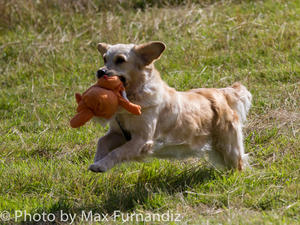 Whisper doing what retrievers do