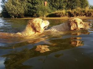 Whisper and Birdie having a swim