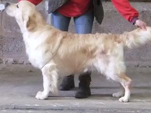 Gus - Sire of the puppies