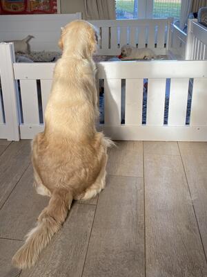 Penny puppy watching :)