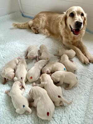 Etty with last litter
