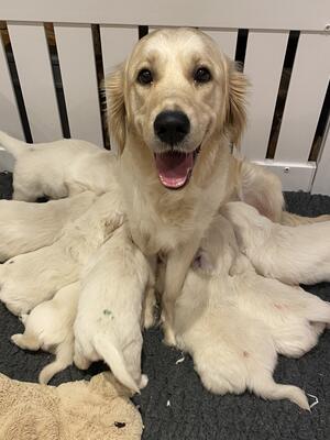 Penny with her first litter