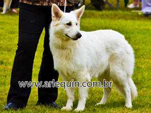 Asha
