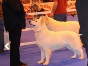 Chai in the ring at Madrid