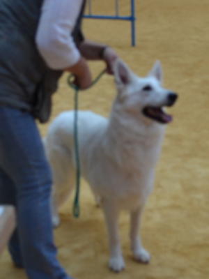 Asha in the ring