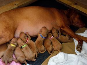Rosies first litter of 8 puppies