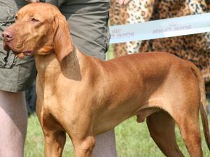 Dexter (Chulak Back to Reality)