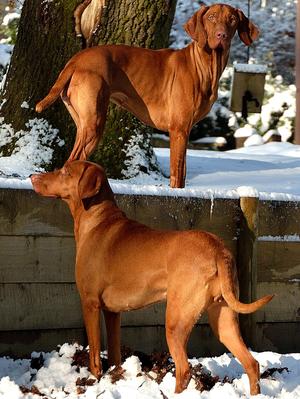 Amber (above) & Rosie (below)