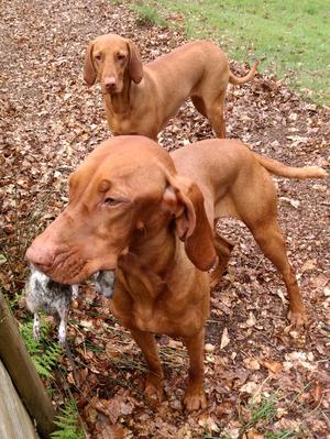 Amber the rat catcher