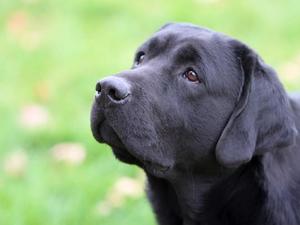 AM GCH Can CH Paradocs Bellwether Heath (IMP USA)