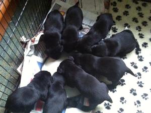 Puppies 3 weeks old