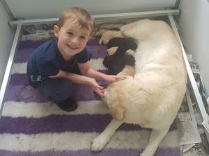 My Grandson helping with a litter of puppies