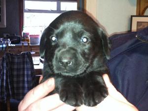 Puppy 4 weeks old