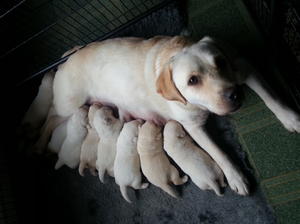 Robyn with her Puppies