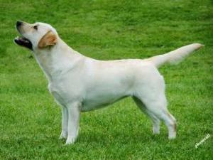 Alanwood Lady Jazz Amour Of Ramsayville JW