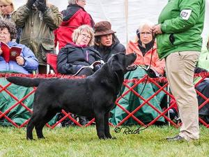 AM GCH Can CH Paradocs Bellwether Heath (IMP USA)