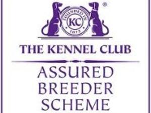 Kennel Club Assured Breeders