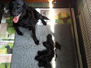Grace & her Puppies
